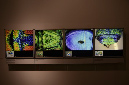 Wasp_exhibition__DSC3517